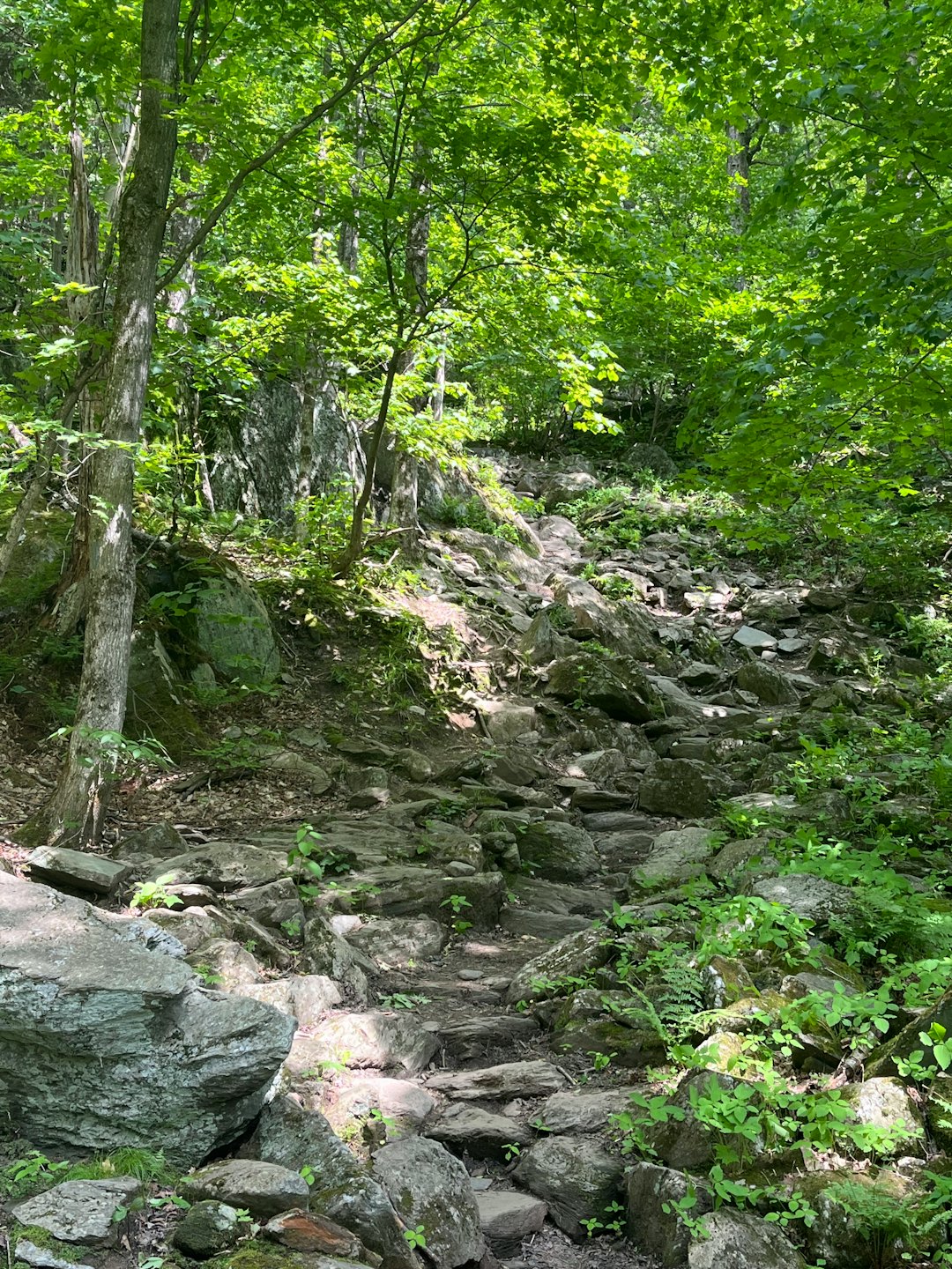 Rocky hiking trail winding upward through a lush green forest.