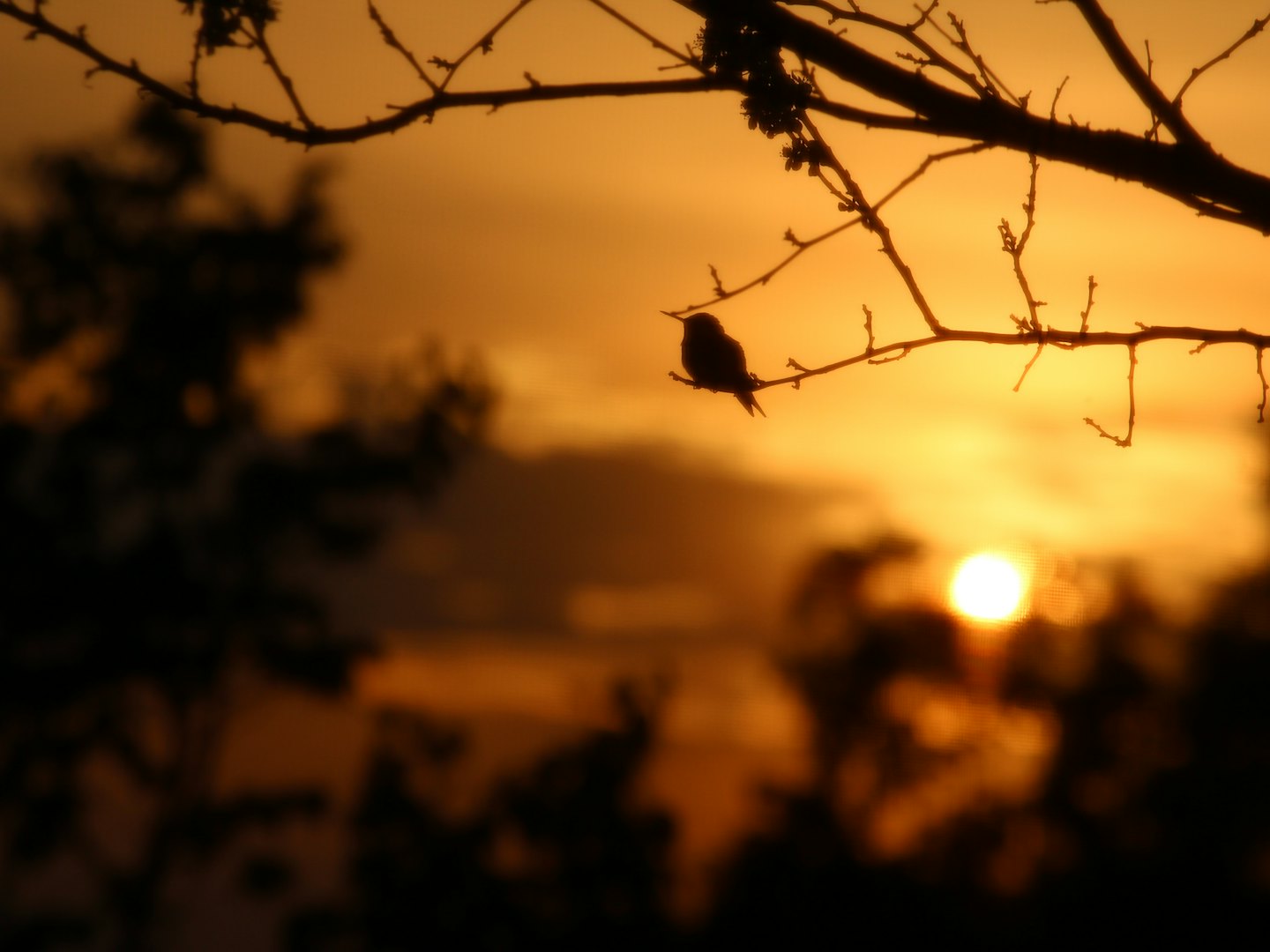 Small bird silhouetted on a tree branch during a golden sunset.