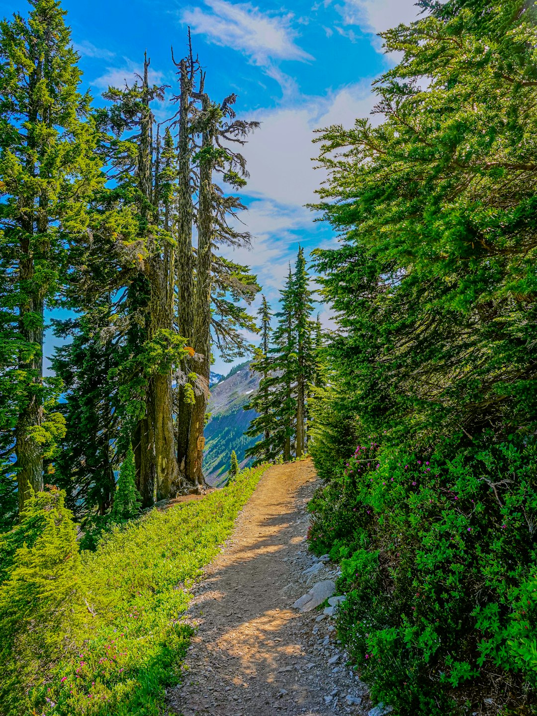 A winding dirt path leads through a lush mountain forest.