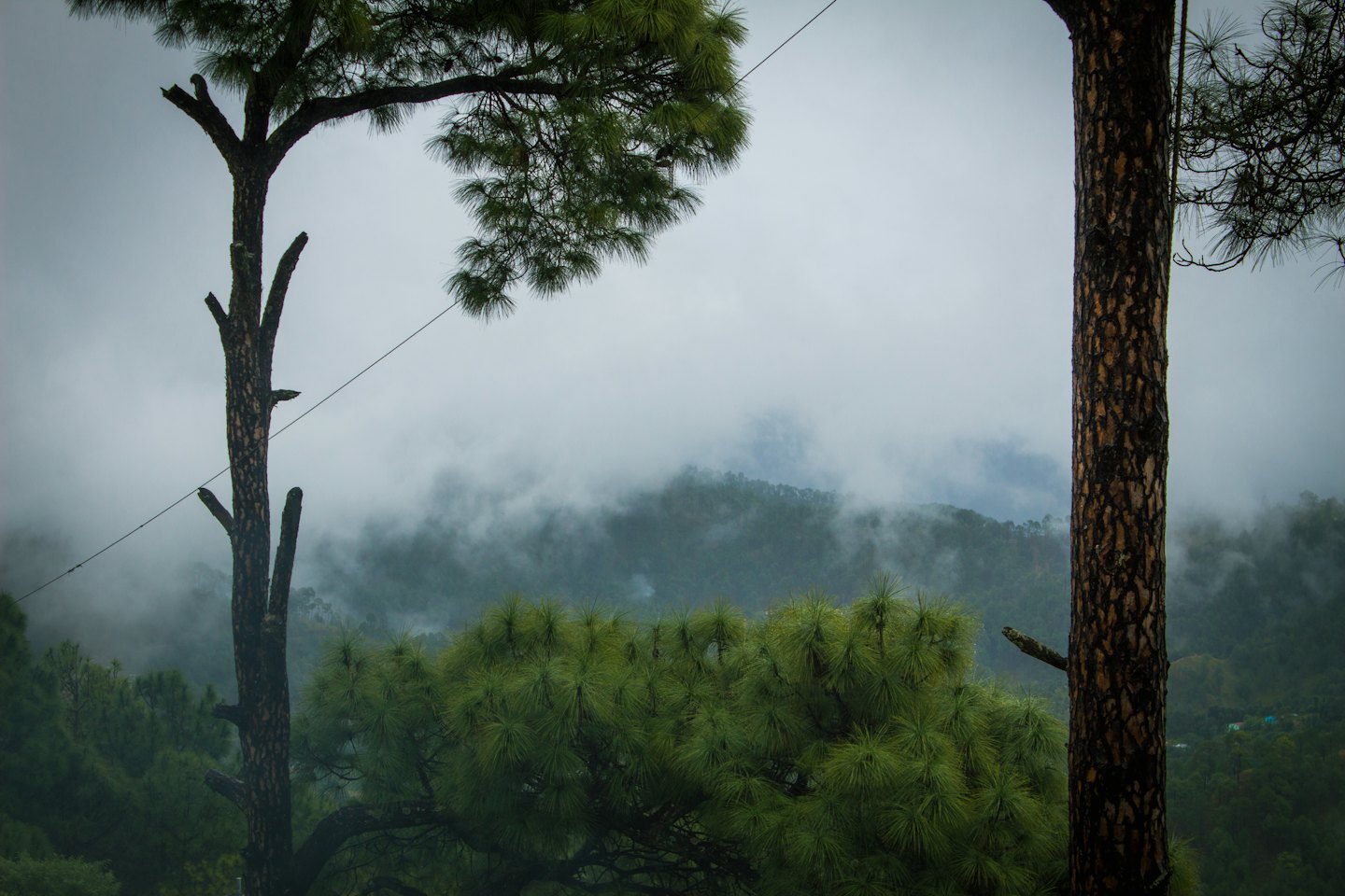 Misty mountains seen through dark pine trees.