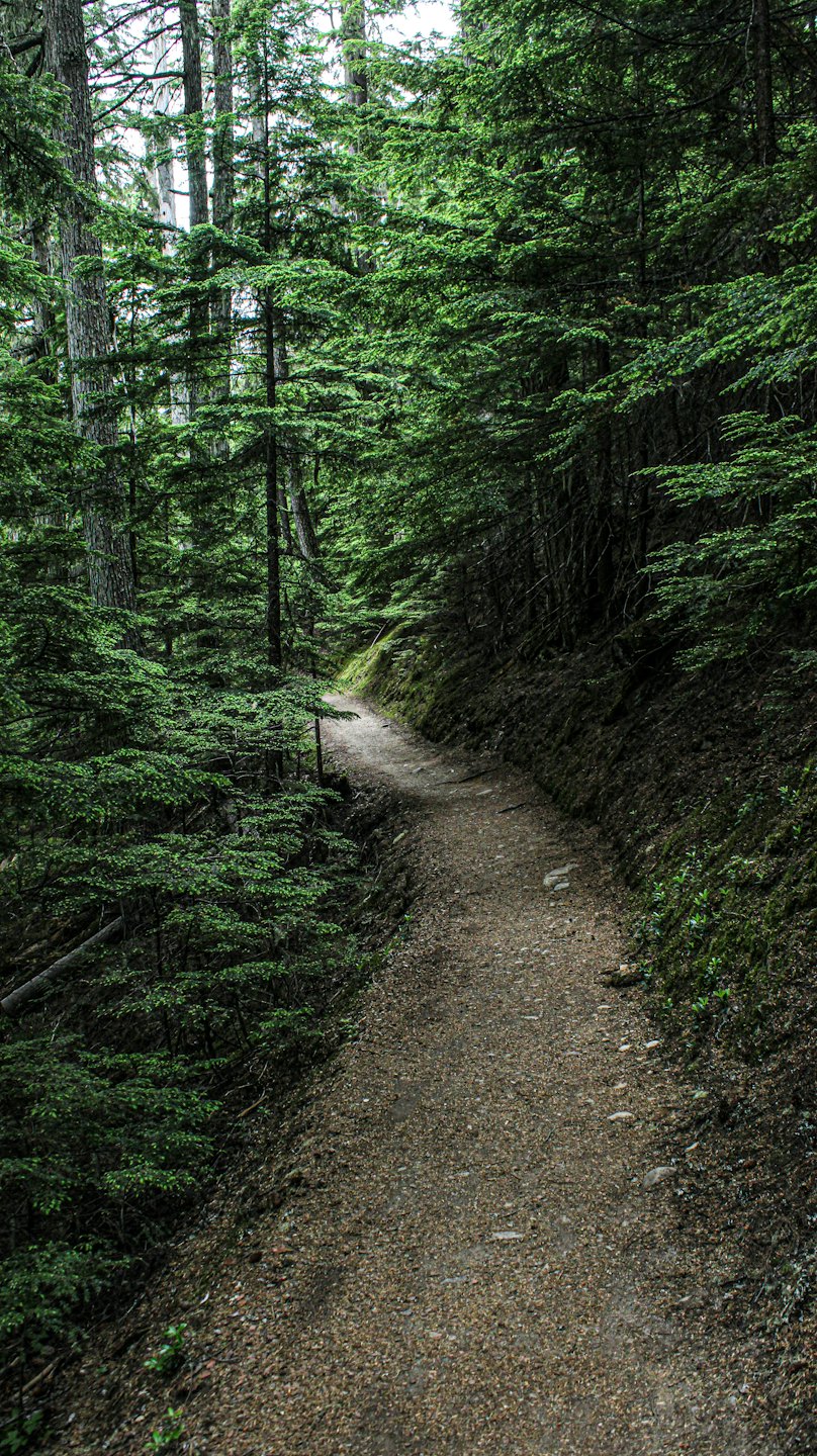 A dirt path winds through a dense evergreen forest.