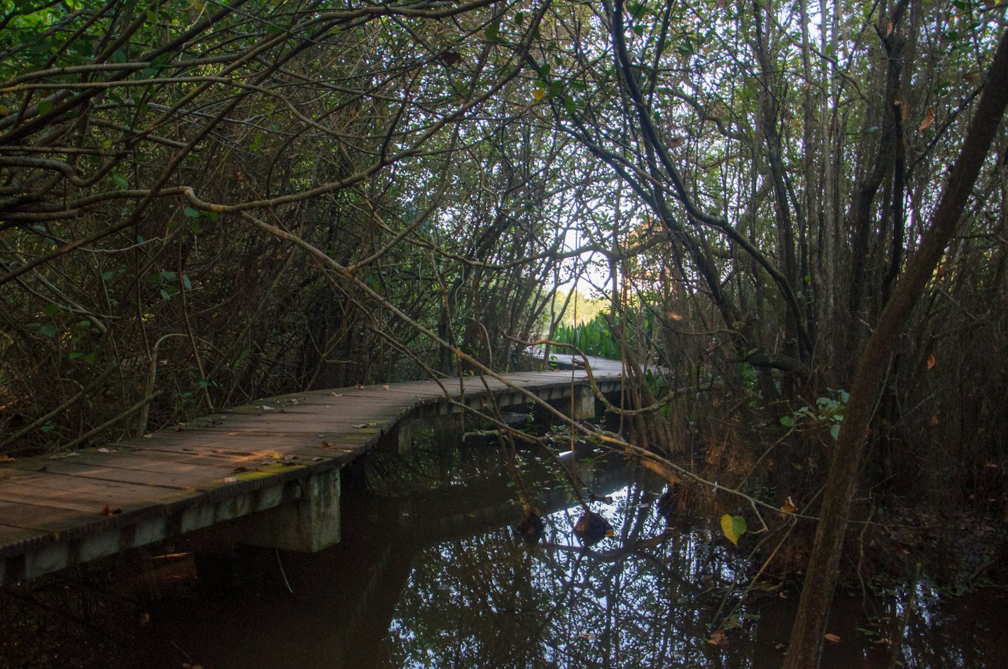 A wooden boardwalk winds through a dense wetland forest.