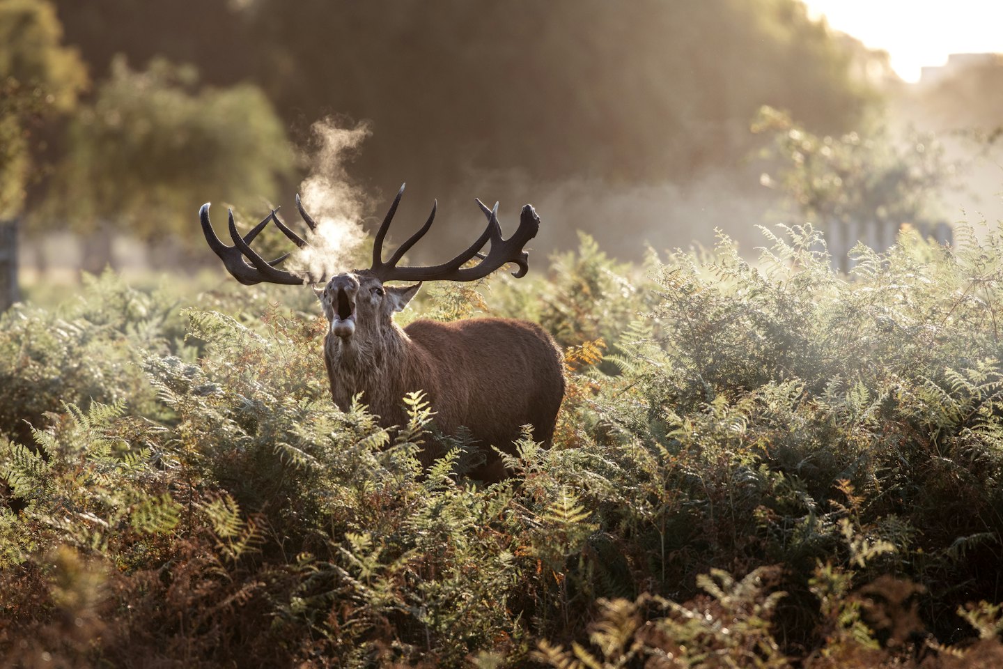 A red deer stag with large antlers roaring in the woods.