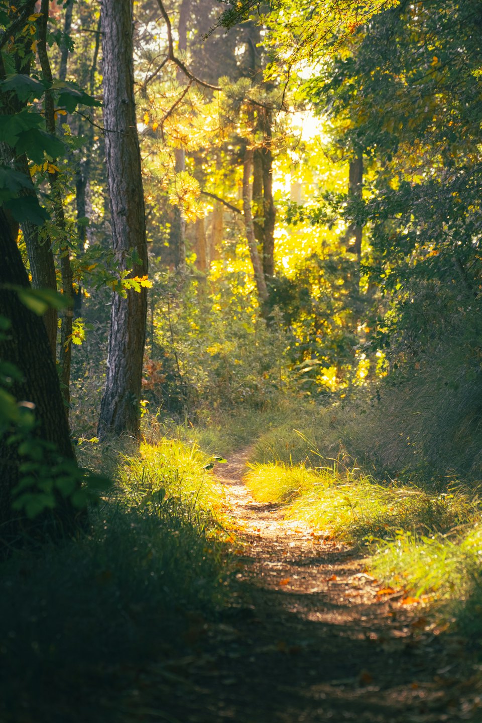 A winding dirt path goes through a sunny forest.