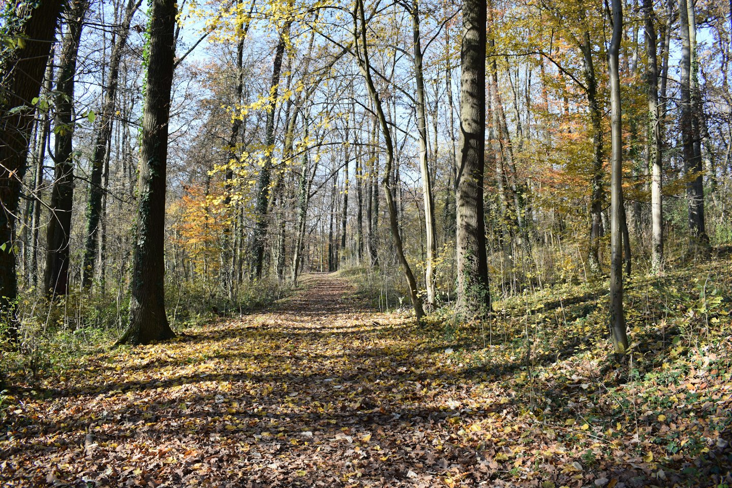 A forest path covered in fallen autumn leaves.