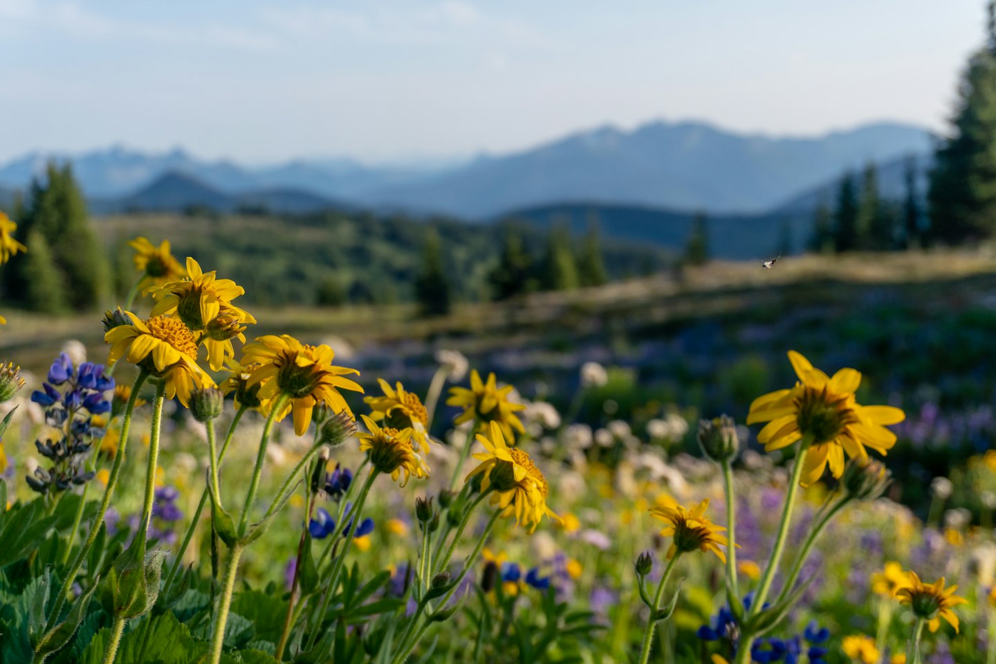 Yellow and purple wildflowers bloom in a mountain meadow.