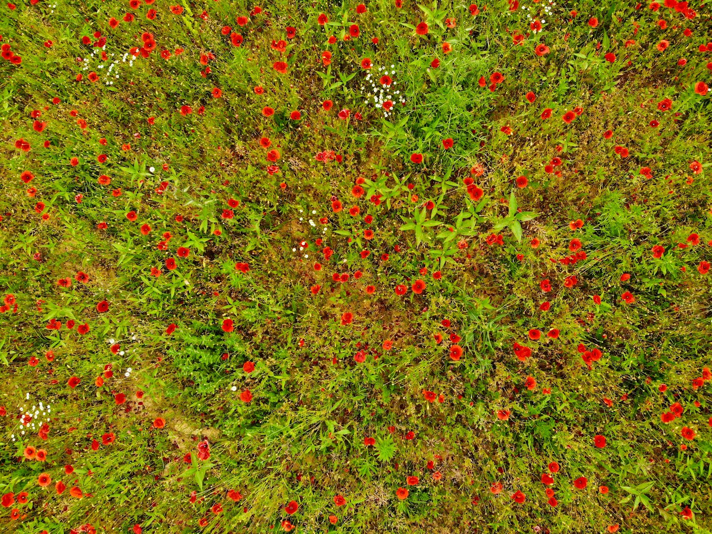 Red poppy flowers bloom throughout a lush green wild meadow.