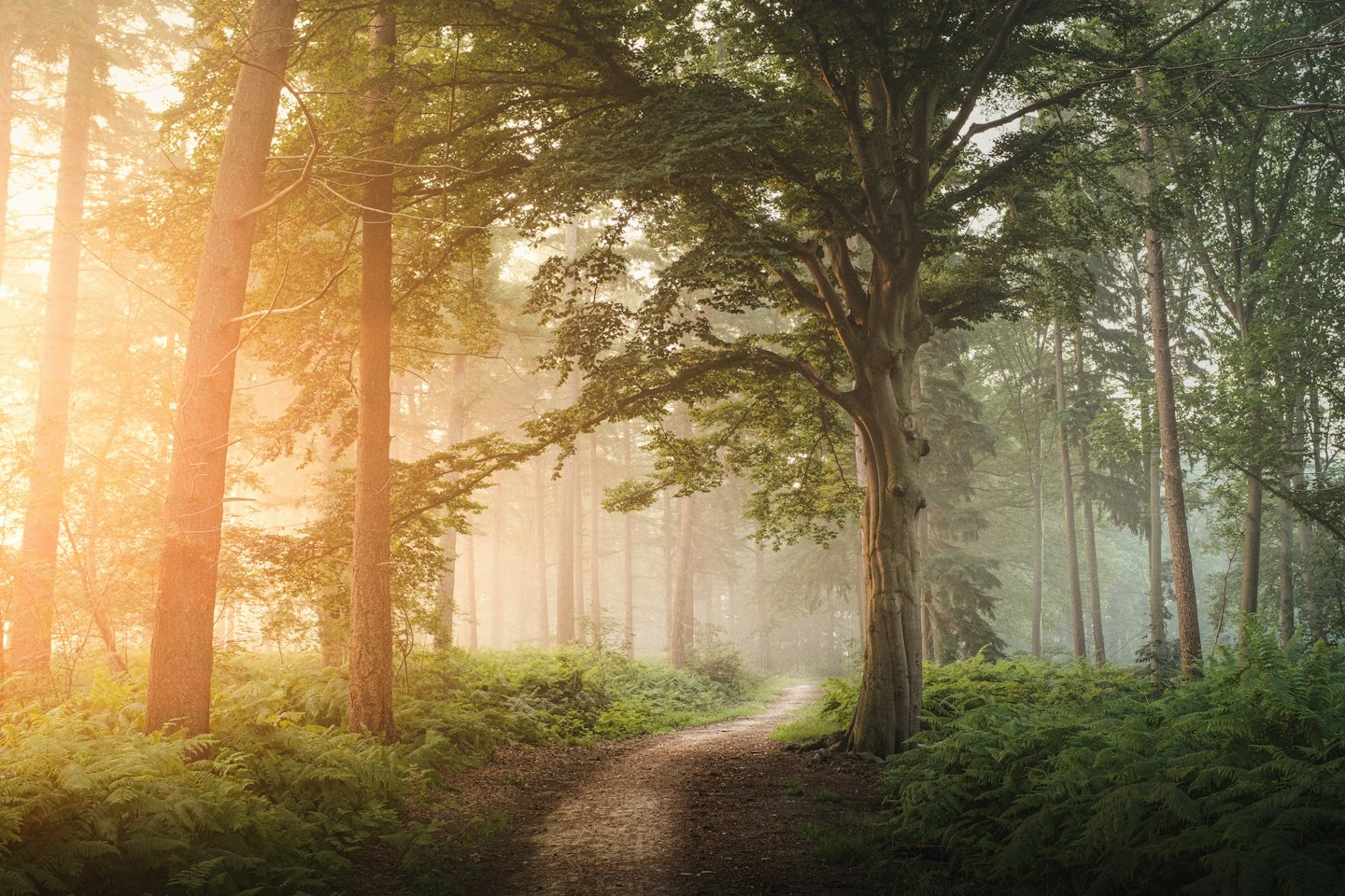 A forest path winds through trees and ferns in soft light.