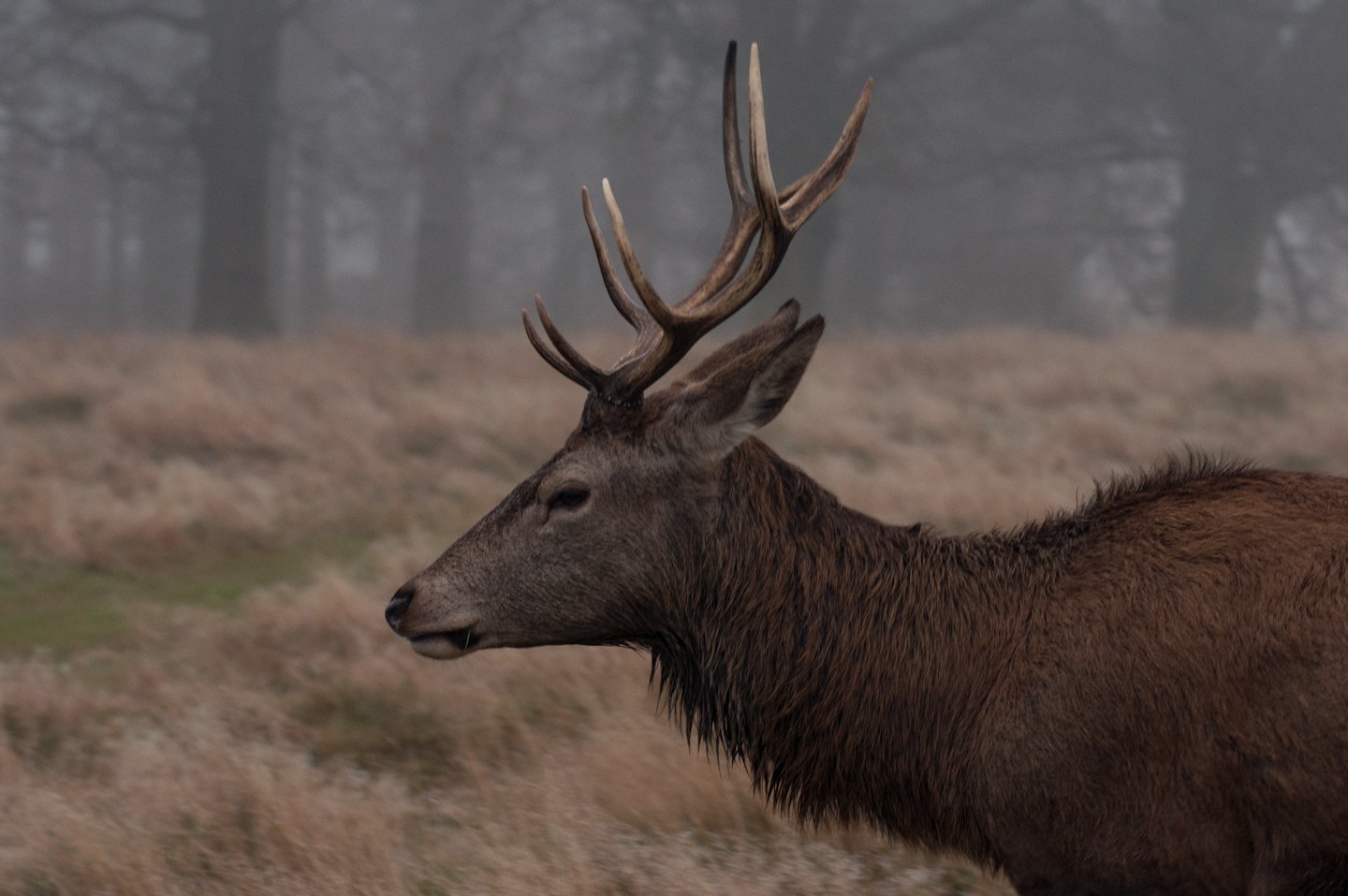 A red deer stag with large antlers stands in the mist.