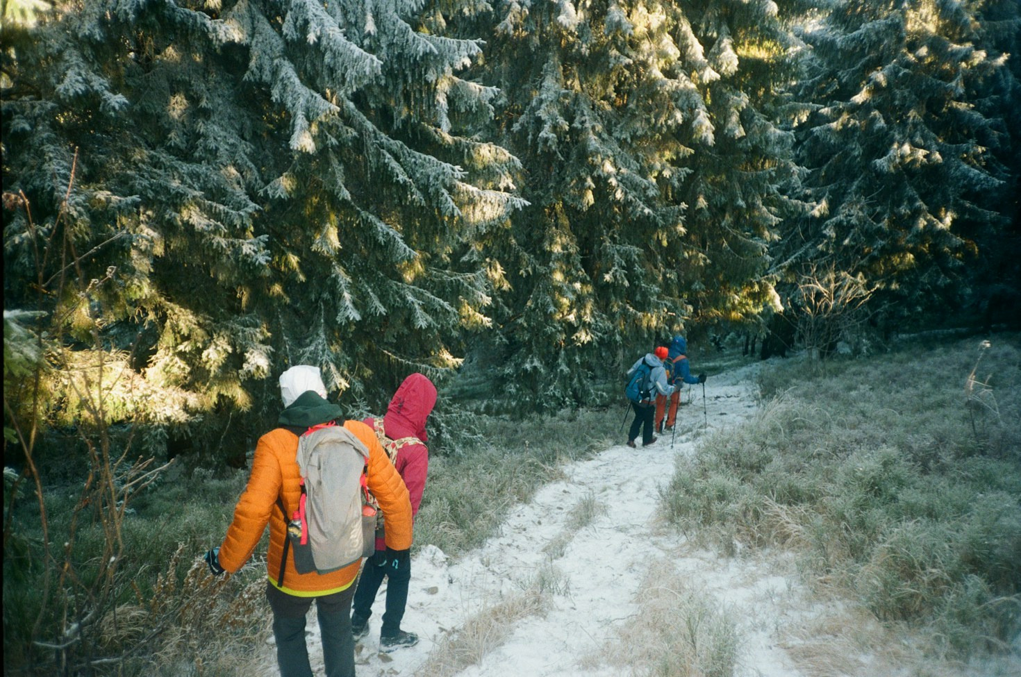Family-Friendly Forest Walks and Educational Adventures in Central Germany