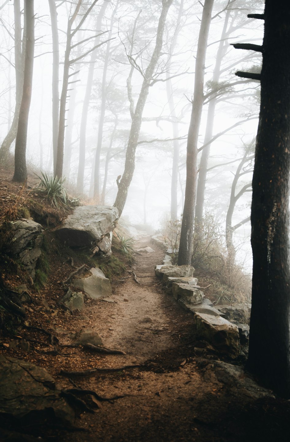 Misty forest trail winds uphill past scattered rocks.